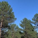 Лес: лес
