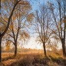 осень, погода, деревья: погода