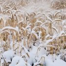 сельское хозяйство, поле, пшеница, снег: снег