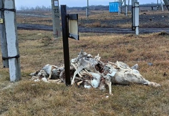В Омской области выделили миллион на уборку трупов косуль