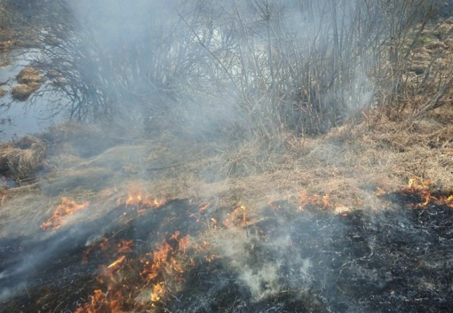 Омская область оказалась ограниченно готовой к пожароопасному сезону 